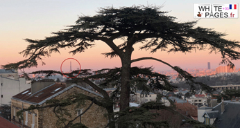 Get good energy from Paris with the Cedre Imperial Meudon & the Eiffel Tower Cedre Imperial Meudon